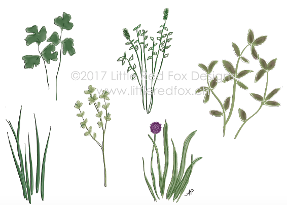 Springtime Herbs