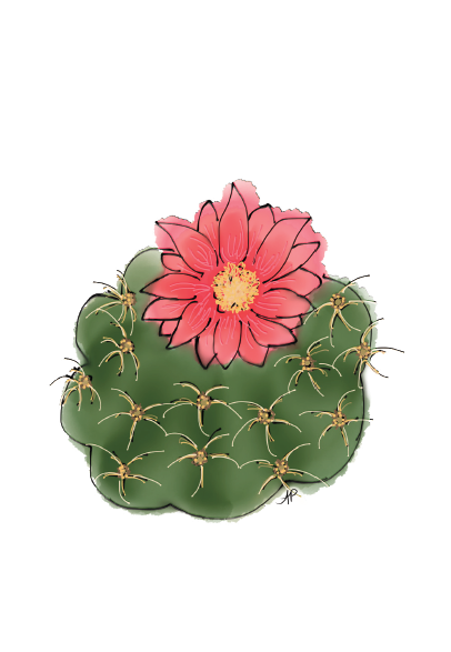 Cactus - succulent (1)