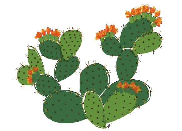 Cactus - Prickly Pear
