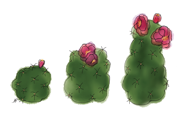 Cactus - Succulents (3)